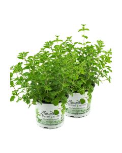 2er Set Oregano, frische Küchenkräuter Pflanze 