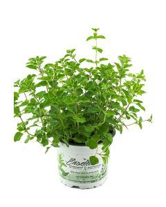 Oregano,1 frische Küchenkräuter Pflanze 