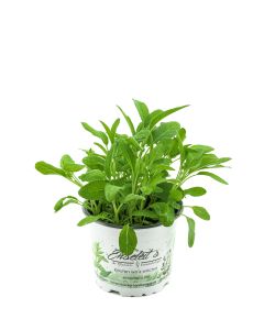 Salbei Growers Salvia officinalis