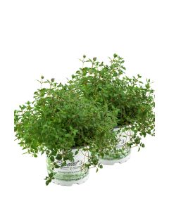 2er Set Thymian Pflanze, aus Nachhaltigem Anbau, Marktfrische Qualität aus der Gärtnerei ! 