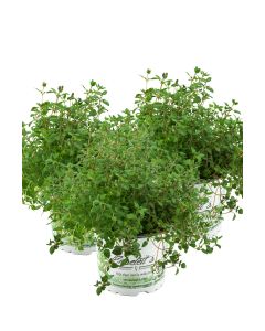 3er Set Thymian Pflanze, aus Nachhaltigem Anbau, Marktfrische Qualität aus der Gärtnerei ! 