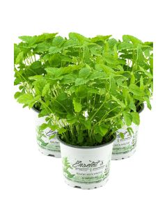 3er Set Zitronenmelisse, Marktfrische Qualität