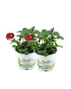 2er Set Erdbeere Toscana F1 (Fragaria x ananassa), Rote Blüte, Hängeerdbeere Pflanze