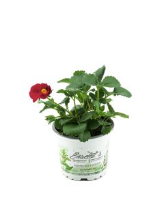 Erdbeere Toscana F1 (Fragaria x ananassa), Rote Blüte, Hängeerdbeere Pflanze