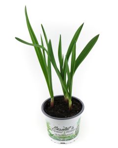 Knoblauch Pflanze, Echter Knoblauch, Marktfrische Qualität  12 cm Topf (Allium sativum)