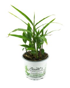 Thai-Ingwer, großer Galgant (Alpinia galanga)