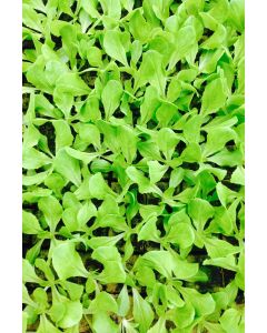 Kopfsalat  Jungpflanzen im 10er Set