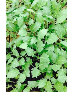 Kohlrabi weiß, Kohlrabi im 10er Pack, Gemüse Pflanzen 