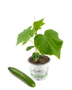 Veredelte Midi-Gurkenpflanze F1 Sorte, Veredelte Midi Schlangengurke, Veredelte Midi-Gurke F1 Sorte 