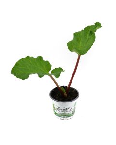 Rhabarber Pflanze! Aus Nachhaltigem Anbau!