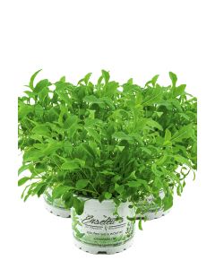 3er Set Wasabi Rucola Pflanze, Salatrauke, DIPLOTAXIS ERUCOIDES, Aus Nachhaltigem Anbau!