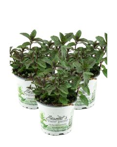 3er Set Schokoladen-Minze Pflanze, Schoko-Minze, Winterhart (Mentha piperita)