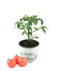 Tomate Berner Rose, Tomatenpflanze, frische Tomaten Pflanze