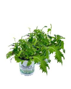 2er Set ASIA-SALAT MILD-SCHARFER, BRASSICA RAPA, Salatpflanze