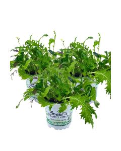 3er Set ASIA-SALAT MILD-SCHARFER, BRASSICA RAPA, Salatpflanze