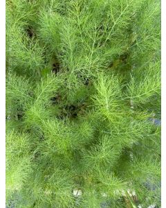 Knollenfenchel, 10 Jungpflanzen