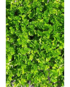 Staudensellerie im 10 er Set, Stauden-Sellerie, Marktfrisch