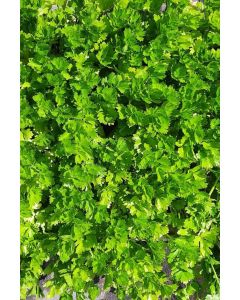 Knollen-Sellerie im 10 er Set, Knollensellerie, Marktfrisch