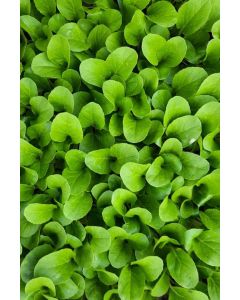 Pak Choi 10 Pflanzen, Gemüsepflanzen