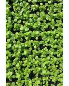 Feldsalat im 10er Pack, Feldsalatpflanzen, Feldsalat Pflanzen, Salatjungpflanzen, Valerianella locusta L.