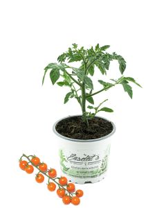 Cherrytomate 'Honeycomb' im Topf  süße & aromatische Naschtomate, ertragreiche Sorte direkt aus der Gärtnerei Enseleit  ideal für Balkon & Garten (Solanum lycopersicum)