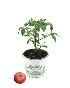 Tomatenpflanze 'Rose Crush'