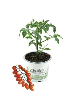 Cherrytomate 'Trilly F1'