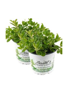 2er Set Ananas-Minze Ananasminze