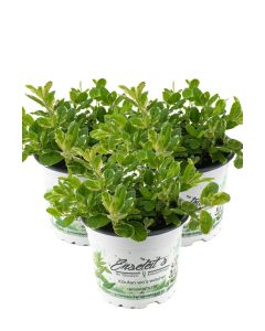 3er Set Ananas-Minze Ananasminze