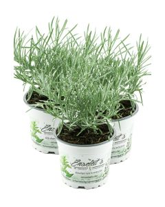 3x Currykraut Pflanze, Helichrysum angustifolia im 12 cm Topf, direkt aus der Gärtnerei Enseleit