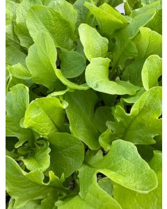 Eichblattsalat grün, 10 Salat Jungpflanzen, Pflücksalat Eichenlaubsalat, Lactuca sativa var. acephala