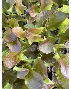 Eichblattsalat rot, 10 Salat Jungpflanzen, Pflücksalat Eichenlaubsalat, Lactuca sativa var. acephala