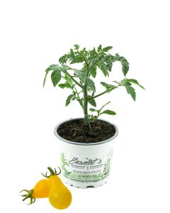 Gelbe Birnentomate, Tomatenpflanze, frische Tomaten Pflanze