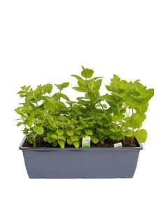 Kräuterkasten für "Cocktails & Ice Tea" 40cm Anthrazitkasten mit je 1er Kräuter Pflanze: Apfelminze, Mojito-Minze & Pfefferminze