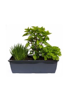 Kräuterkasten für Salate 40cm Anthrazitkasten mit je 1er Kräuter Pflanze: Petersilie & Schnittlauch & Basilikum  