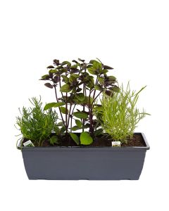 Kräuterkasten für "Salate & Grill" 40cm Anthrazitkasten mit je 1er Kräuter Pflanze: Olivenkraut, Strauchbasilikum & Currykraut