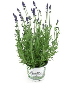 Lavendel Pflanze "Hidcote Blue" im 13cm Topf, Lavendula Angustifolia,  winterhart