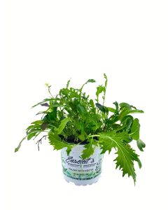 ASIA-SALAT MILD-SCHARFER, BRASSICA RAPA, Salatpflanze