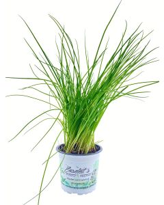 Lauchzwiebel (Allium Fistulosum)