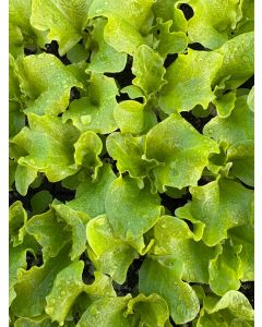 Pflücksalat Lollo Bionda, 10 Salat-Jungpflanzen , Lactuca sativa var. crispa, Frische Salatjungpflanzen 