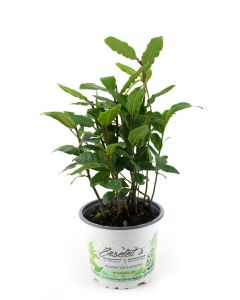Lorbeer Pflanze , Gewürzlorbeer aus Nachhaltigem Anbau, frische Kräuter Pflanze 9cm Topf