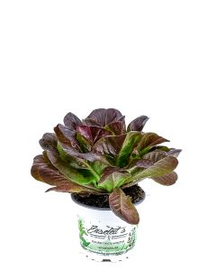 Pflücksalat rot, Salatpflanze im 12cm Topf, Lactuca sativa var. capitata