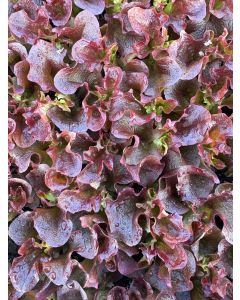 Pflücksalat Lollo Rossa, 10 Salat-Jungpflanzen , Lactuca sativa var. crispa, Frische Salatjungpflanzen 