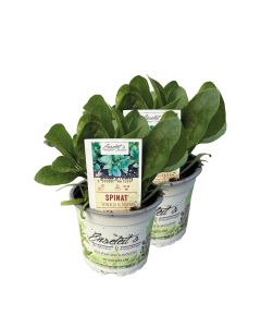 2x Frische Spinat Jungpflanzen - Schnellwüchsig & Gesund