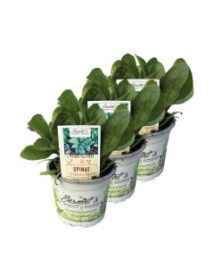 3x Frische Spinat Jungpflanzen - Schnellwüchsig & Gesund