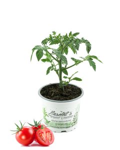 Cocktailtomate,Cherrytomate,frische Tomaten,Tomatenpflanzen,Tomatenpflanze,F1 Sorte