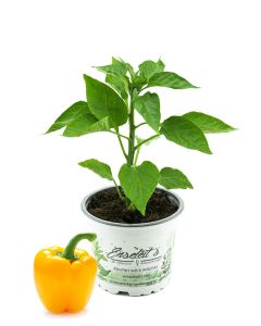 Gelbe Blockpaprika Pflanze "Afterglow F1" im 12cm Topf, Paprikapflanzen aus Nachhaltigem Anbau! 