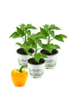 Gelbe Paprika Pflanzen im 3er Set,F1 Sorten frische Paprikapflanzen im Topf