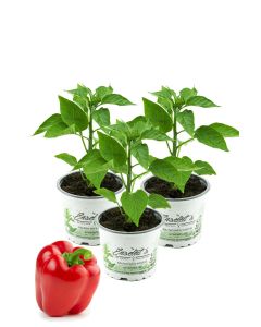 Roter Paprika, Paprika Pflanze im 3er Set,3 rote Paprikapflanzen im Topf