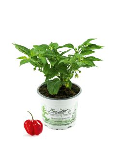 Chili Habanero Pflanze, Chili Pflanze aus Nachhaltigem Anbau! 